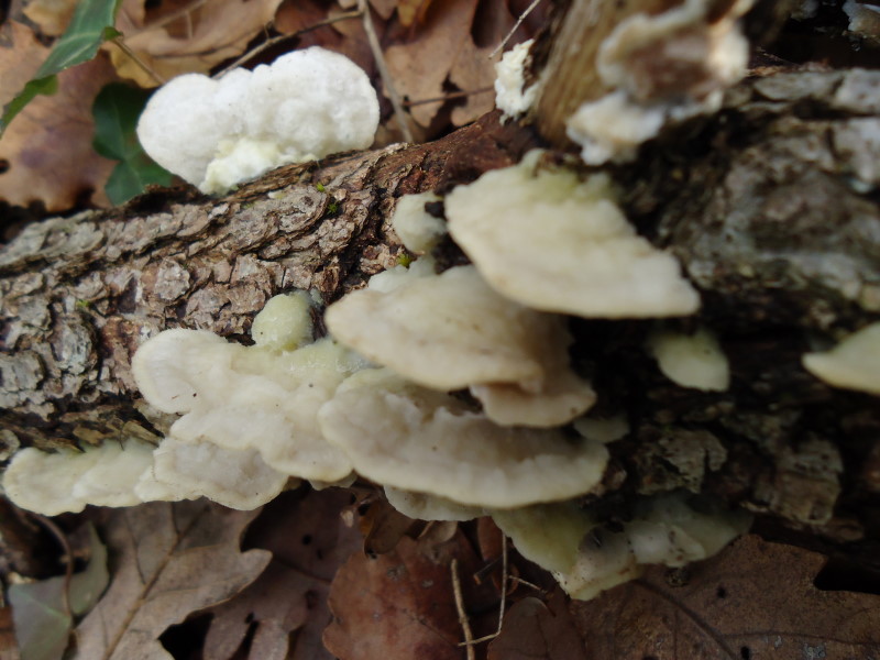 Gloeoporus dichrous